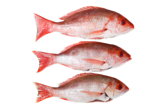 Red Snapper Fish