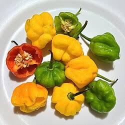 Scotch Bonnet Pepper